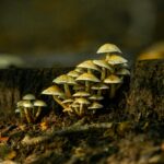 pexels.com foto af Wijs (Wise)