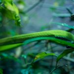 pexels.com foto af Guillaume Meurice