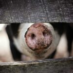 pexels.com foto af Leah Newhouse