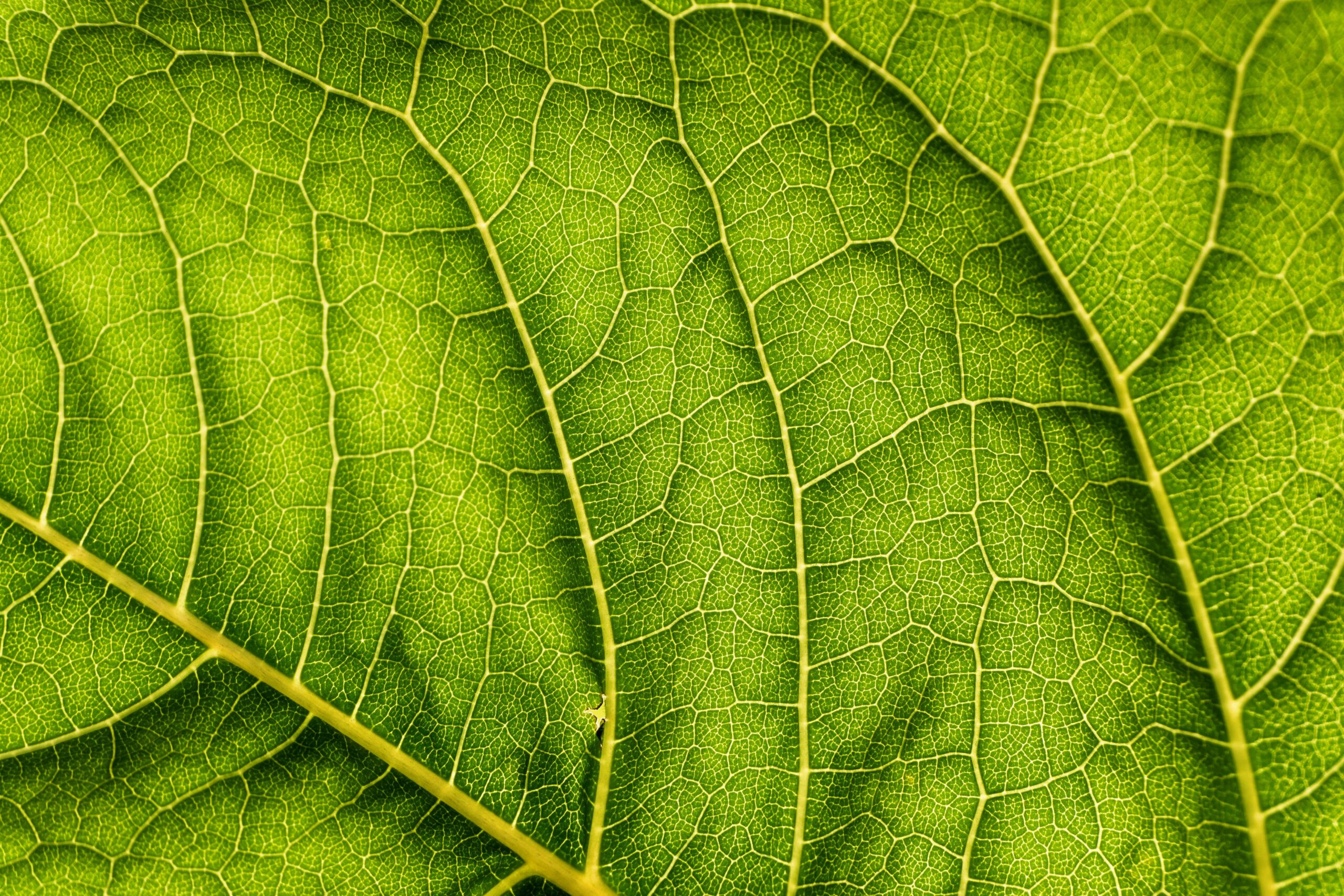 pexels.com foto af Philipp Deus