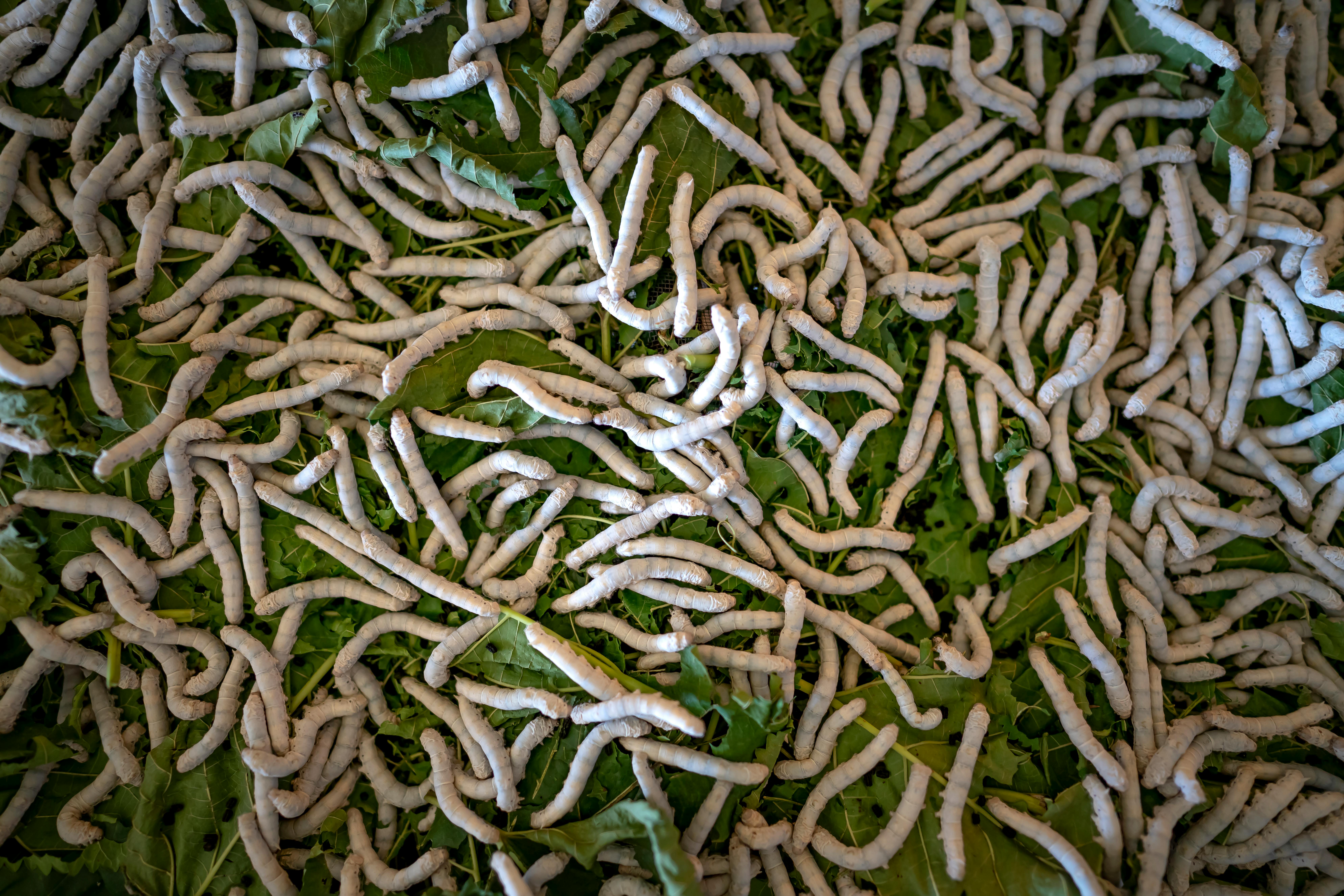 pexels.com foto af Quang Nguyen Vinh