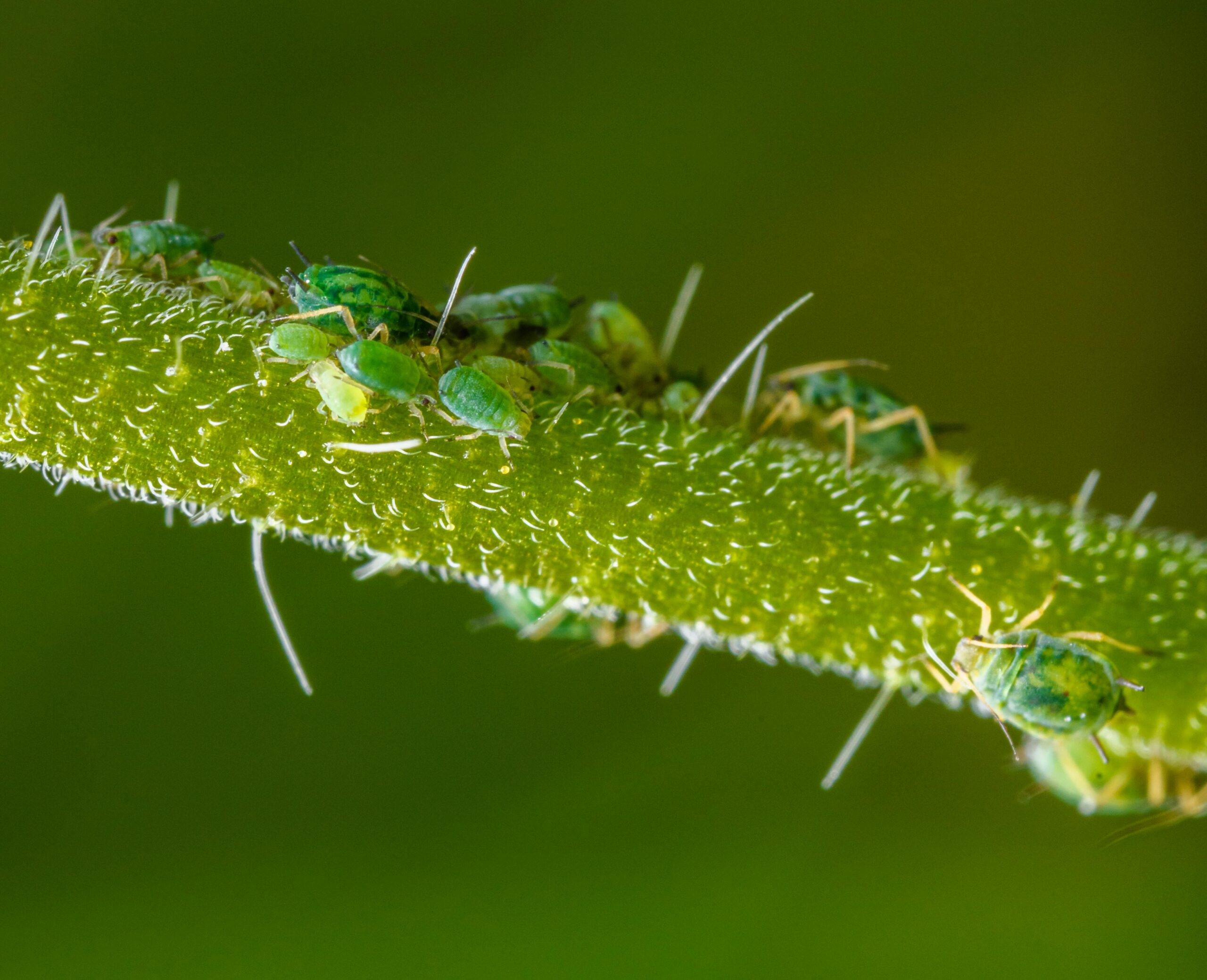 pexels.com foto af Petr Ganaj