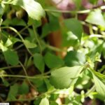wikimedia billede fra David Stang. Stevia rebaudiana