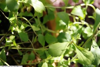 wikimedia billede fra David Stang. Stevia rebaudiana