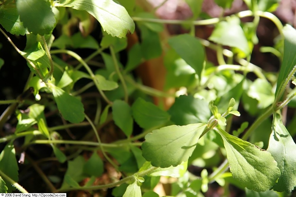 wikimedia billede fra David Stang. Stevia rebaudiana