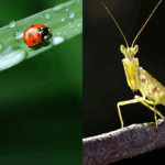 pexels.com billede af knæleren og mariehøn
