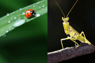 pexels.com billede af knæleren og mariehøn