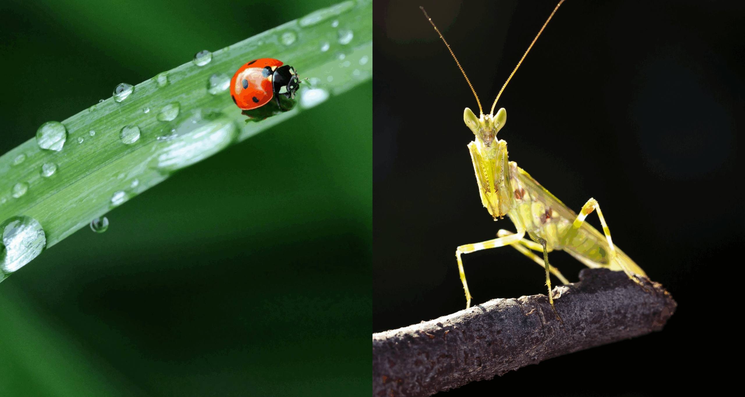 pexels.com billede af knæleren og mariehøn