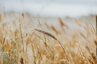 pexels.com foto af Ali Jafarov: poaceae