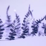pexels.com foto af Marek Piwnicki: Frostbestandige Urter