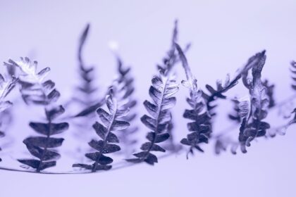 pexels.com foto af Marek Piwnicki: Frostbestandige Urter