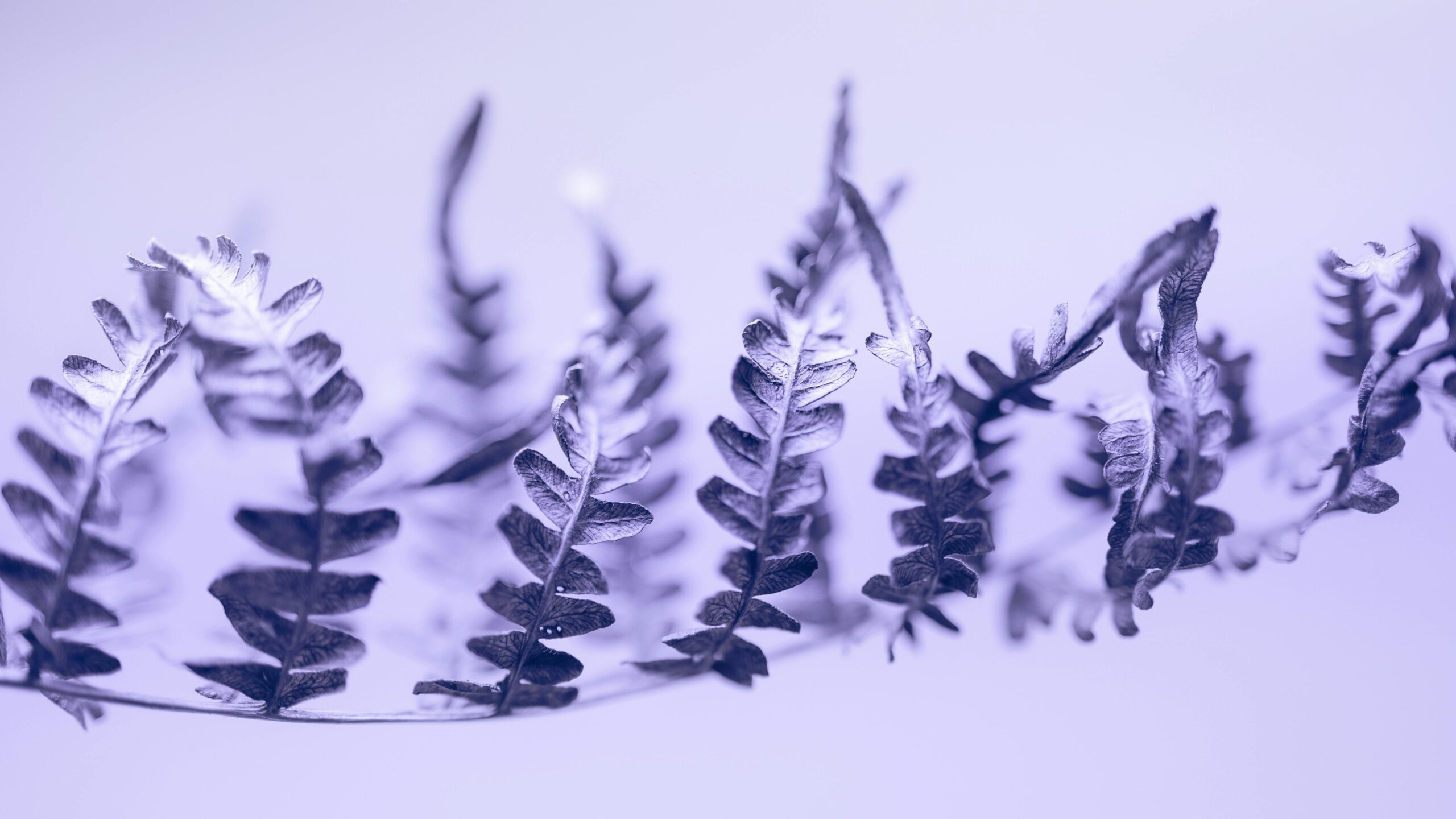 pexels.com foto af Marek Piwnicki: Frostbestandige Urter