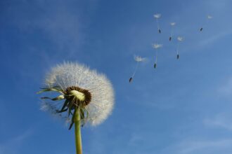 pexels.com foto af Pixabay: løvetand