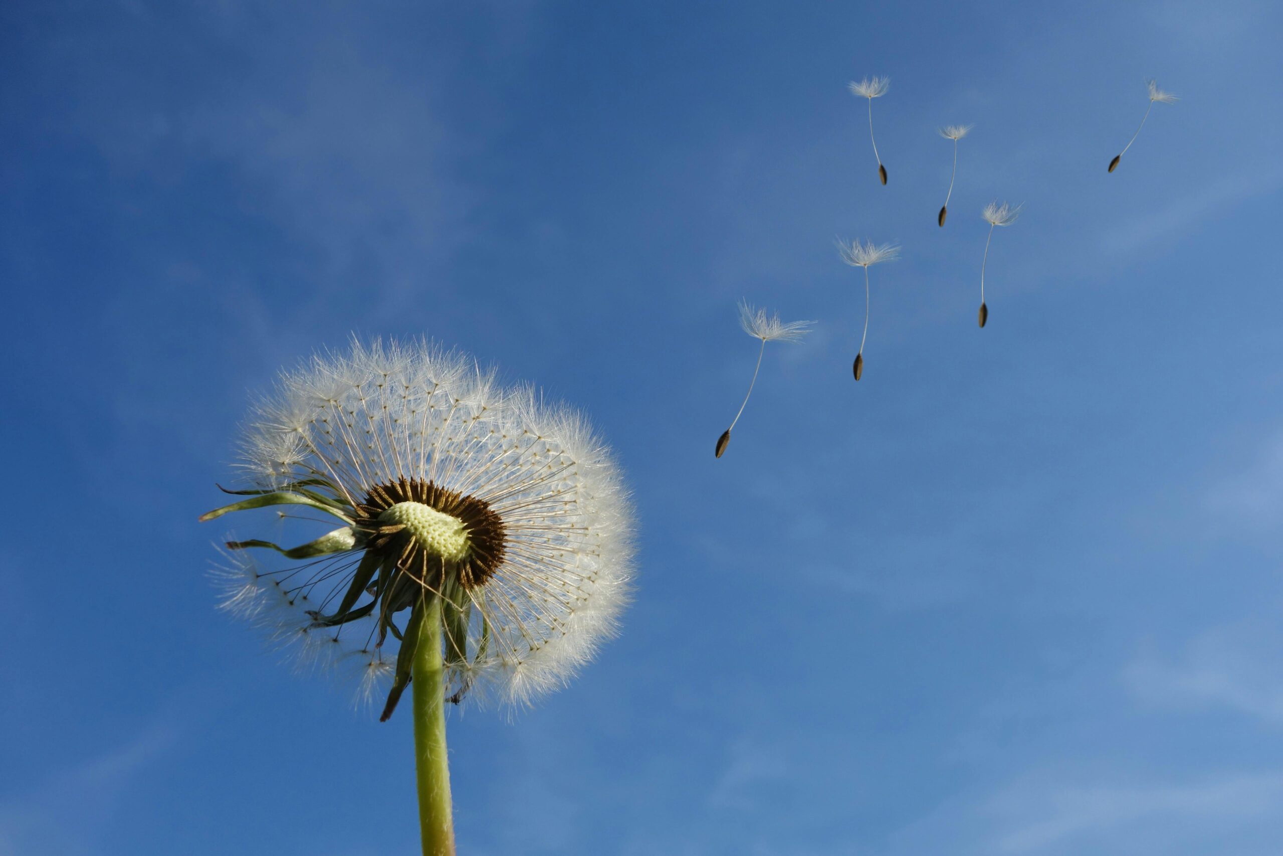 pexels.com foto af Pixabay: løvetand