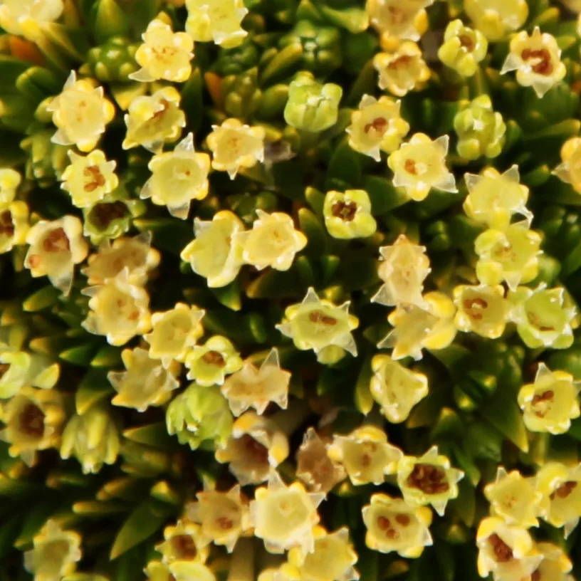 wikimedia foto af Liam Quinn: Antarktisk pärlört