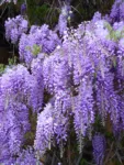 Wikimedia billede af 3268zauber: Chinesische Wisteria