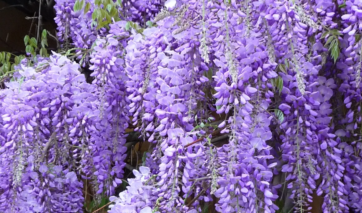 Wikimedia billede af 3268zauber: Chinesische Wisteria