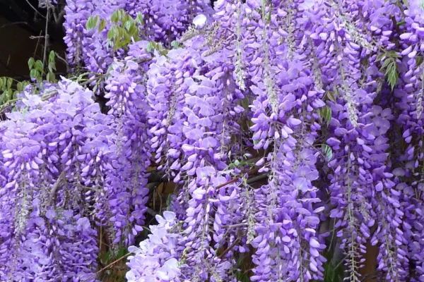 Wikimedia billede af 3268zauber: Chinesische Wisteria