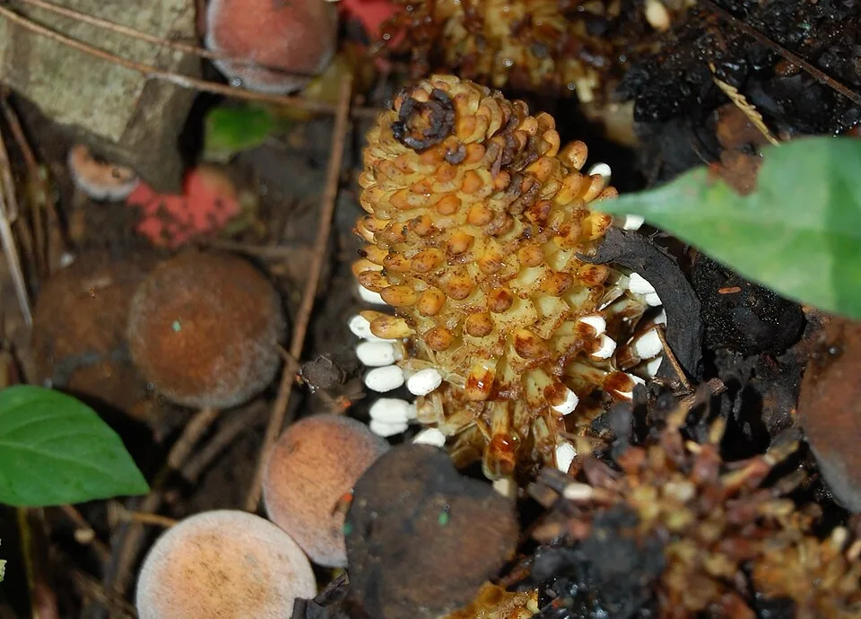 wikimedia.org foto af Meneerke bloem: Balanophora