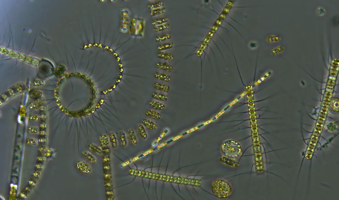 wikimedia billede fra University of Rhode Island/Stephanie Anderson af fytoplanktonet