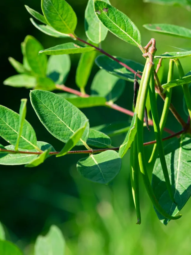 Blomst udsender lugt af døende myrer for at tiltrække fluer