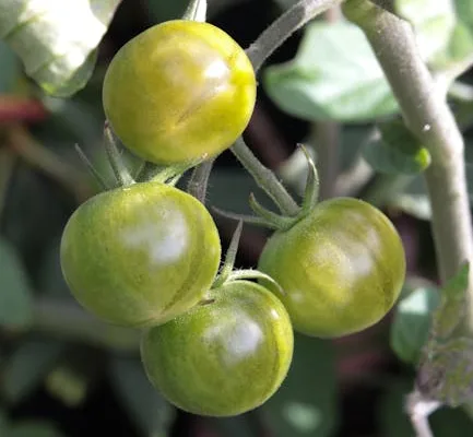 pexels.com foto af Erin Hobbs: Tomato plant leaves