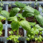 pexels.com foto af Frank Schrader: Seedling grow light