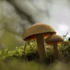 pexels.com foto af Jolanda Peeters: Underground fungal network