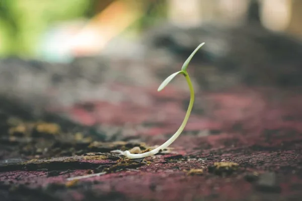 pexels.com foto af Gelgas Airlangga: Spring seeds sprouting