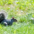 pexels.com foto af Jay Brand: Native seed stratification