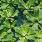 pexels.com foto af Antoni Shkraba Studio: Floating aquatic plant