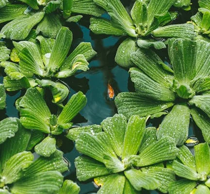 pexels.com foto af Antoni Shkraba Studio: Floating aquatic plant