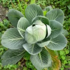 pexels.com foto af Boywidlens_: Thermogenic skunk cabbage