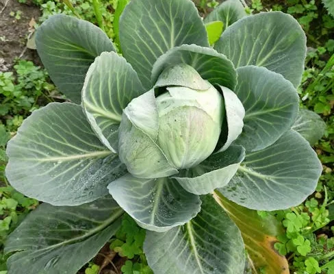 pexels.com foto af Boywidlens_: Thermogenic skunk cabbage