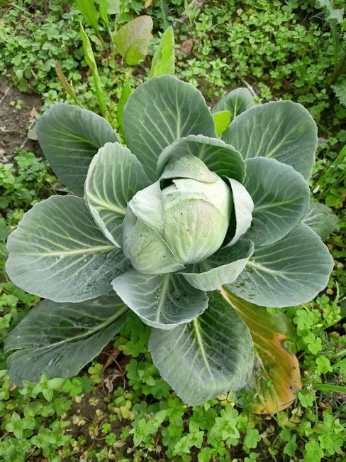 pexels.com foto af Boywidlens_: Thermogenic skunk cabbage