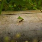 pexels.com foto af Juan J. Morales-Trejo: ants carrying seeds