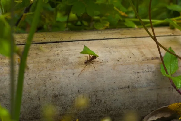 pexels.com foto af Juan J. Morales-Trejo: ants carrying seeds
