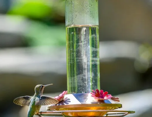 pexels.com foto af Frank Cone: Hummingbird drinking nectar