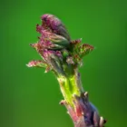 pexels.com foto af DANNIEL CORBIT: Red spring shoots