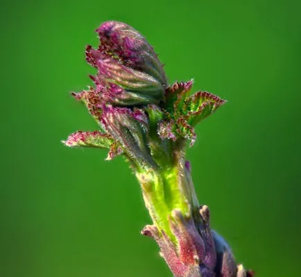 pexels.com foto af DANNIEL CORBIT: Red spring shoots