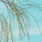 pexels.com foto af SONIC: Fresh willow branches