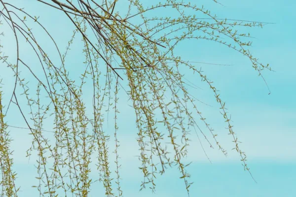 pexels.com foto af SONIC: Fresh willow branches