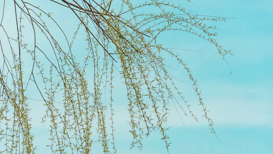 pexels.com foto af SONIC: Fresh willow branches