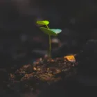 pexels.com foto af Sourabh Narwade: green plant sprout