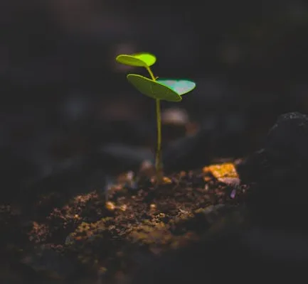 pexels.com foto af Sourabh Narwade: green plant sprout