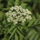 pexels.com foto af Mr. Pugo: Ground elder leaves