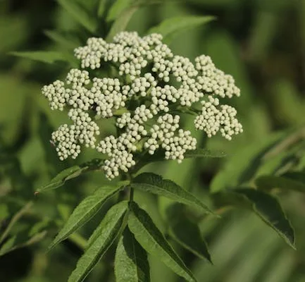 pexels.com foto af Mr. Pugo: Ground elder leaves