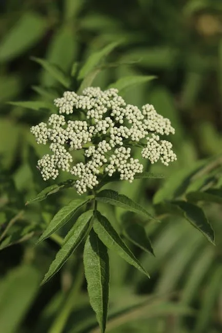 pexels.com foto af Mr. Pugo: Ground elder leaves