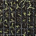 pexels.com foto af Kelly: Sprouting weed seeds