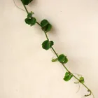 pexels.com foto af Jeffry Surianto: Pea vines climbing